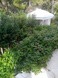 3 όροφη κατοικία 250 τ.μ., Άνοιξη, προς Νέα Ερυθραία