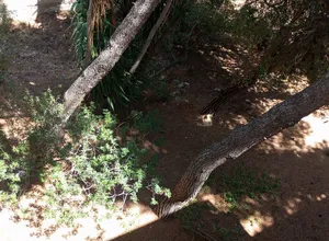 Μεζονέτα 130 τ.μ., Μαρίκες, Ραφήνα