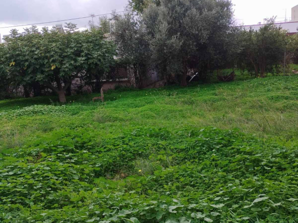 Οικόπεδο 500 τ.μ., Νέα Μάκρη 5η ΠΕ